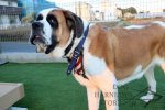 St Bernard Dog Harness Leather "American Pride"_1