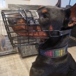 Basket Dog Muzzle Covered by Black Rubber, UK_8