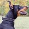 Dog Collar for Doberman Pinscher, Nylon with Two Rows of Spikes