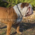 Silent Dog Collar Rolled Leather, British Bulldog Obedience
