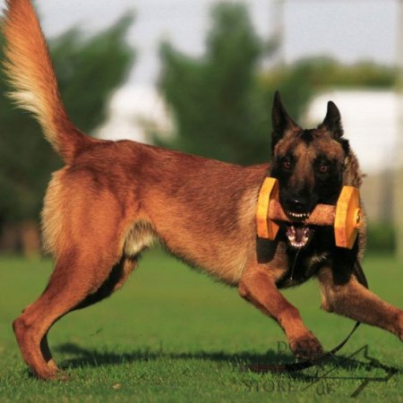 Wooden Dumbbell for Dogs with Yellow Weight Plates