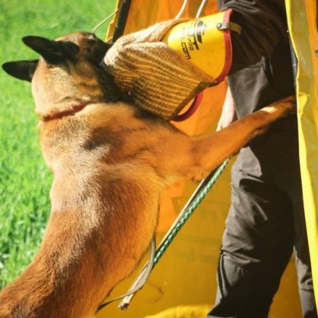 Belgian Malinois Training Advanced Bite Sleeve with Jute Cover