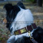 Brass Plated Leather Dog Collar Ancient Design for Collie Walks