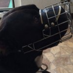 Large Dog Muzzle of Wire Basket Cage for Amstaff and Pitbull Mix
