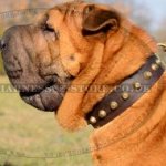 Shar-Pei Collar of Trendy Design, Leather with Row of Pyramids