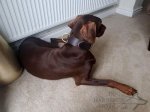 Leather Dog Collar for Agitation, Two-Ply, Wide and Extra Strong_3