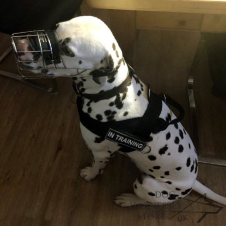 K9 Harness for Dalmatian, Lightweight Nylon with Patches