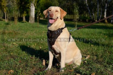 Brown Leather Harness for Dogs, Training and Walking Bestseller!