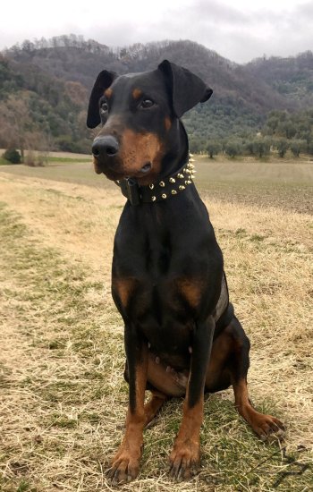 Dog Collar Leather with Brass Spikes in Two Rows, Luxury