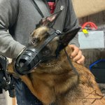 German Shepherd Muzzle Leather Super Ventilated for Daily Use_8