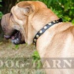 Shar-Pei Dog Collar of Narrow Leather with Brass Studs
