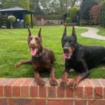 Curogan Prong Collar by Herm Sprenger for Dog Obedience_1