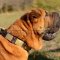 Shar-Pei Collar with Brass Plates and Nickel Pyramids, Leather