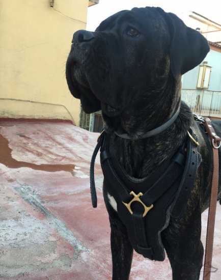 Cane Corso Harness of Leather, Extra Strong and Luxury Looking