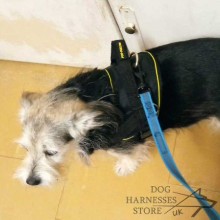 Nylon Dog Harness Multipurpose for Pulling, Tracking, Bestseller