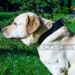 1.5 inch Leather Dog Collar with Classic Buckle & D-ring