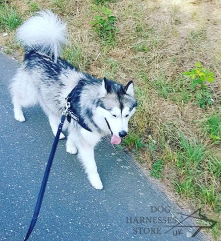 Bestseller! Nylon Dog Harness for Alaskan Malamute