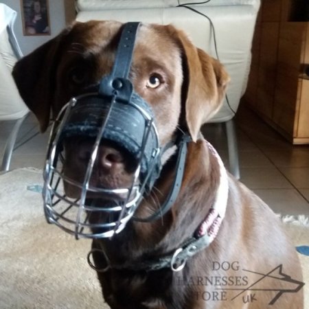 Labrador Muzzle of Wire for Every Day, Super Comfort and Safety