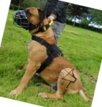 Walking Dog Harness UK for Mastiffs, Best Suit and Comfort!