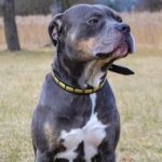 Alaunt Bulldogge Narrow Leather Dog Collar with Brass Plates