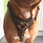 Leather Dog Harness with Padded Chest for Dogue de Bordeaux