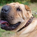 Shar-Pei Collar Leather Hand Painted with Flames, Exclusive