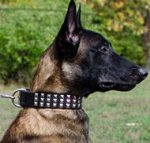 Wide Dog Collar 3 Rows of Nickel Pyramids for Belgian Malinois