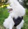 Nylon Dog Harness with Padded Chest Plate for Japanese Spitz