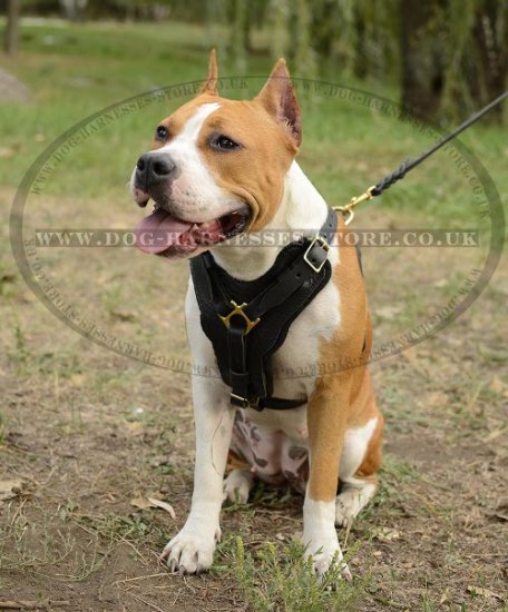 Staffy Harness of Thick Leather with Felt-Lined Wide Chest Plate