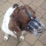 Lightweight Wire Basket Dog Muzzle for Springer Spaniel