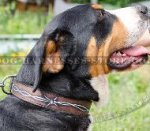 Unique Dog Collar "Barbed Wire" Ornament for Swiss Mountain Dog