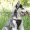 Husky Pup Harness of Leather with Small Chest Plate for Walking