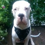 Argentinian Mastiff Harness of Natural Leather, Extremely Strong