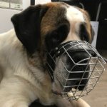 Saint Bernard Dog Muzzle of Wire for Daily Walking and Training