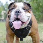 Protection Harness for English Bulldog, Leather and Padded!