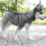 Leash for Husky Puppy of Genuine Leather with Braided Details