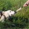 Jute Bite Tug with Loop for Puppy Training