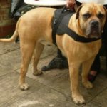 Boerboel Dog Harness of Nylon for Sport, Training and Walking