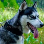 Husky Collar of Extra Wide Leather for Walking and Training