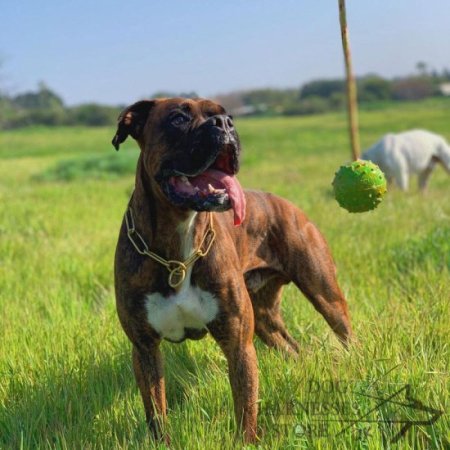 Dog Training Ball of Solid Rubber on Nylon Rope, 5 cm