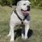 Lightweight Dog Harness of Leather for American Bulldog