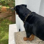 Fur Saver Dog Collar Large Brass Links for Long-Haired Canines_3