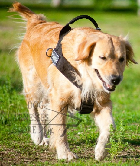 Bestseller! Walking Harness of Nylon for Labrador Training - Click Image to Close