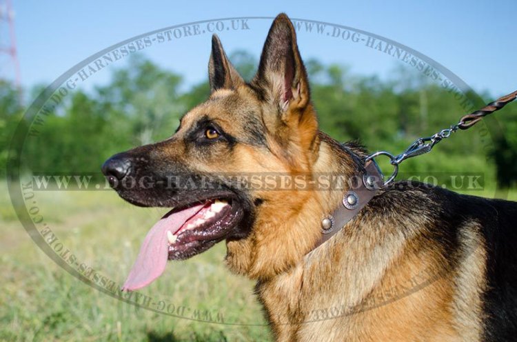 Vintage Dog Collar with Round Silver Studs for German Shepherd