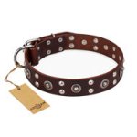 Brown Leather Dog Collar Studded, "Pirate Treasure" FDT Artisan