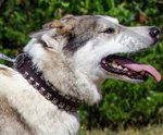 Leather Dog Collar with Nickel Studs for West Siberian Laika