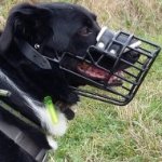 Border Collie Muzzle of Rubber Covered Stainless Steel Wire Cage