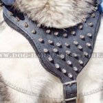 Spiked Dog Harness for Malamute, Walking