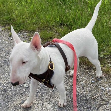 Leather Chest Harness for Bull Terrier, Functional, Soft Padded