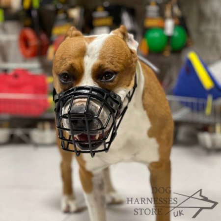 Amstaff Wire Muzzle, American Staffordshire Training Product